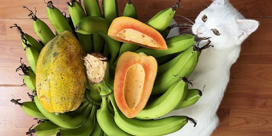 Alanya’dan dünyaya uzanan üretim! Haftada 3 ton ihracat ediliyor: Bir ağaçtan yılda 60 kg hasat ediliyor 5